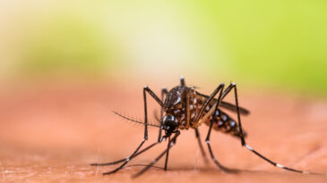 Korkutan Araştırma: &Ouml;l&uuml;mc&uuml;l Tropikal Hastalık Kapımıza Dayandı