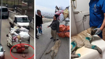 K&ouml;peği Kamyonetin Arkasında S&uuml;r&uuml;klenen S&uuml;r&uuml;c&uuml; G&ouml;zaltına Alındı