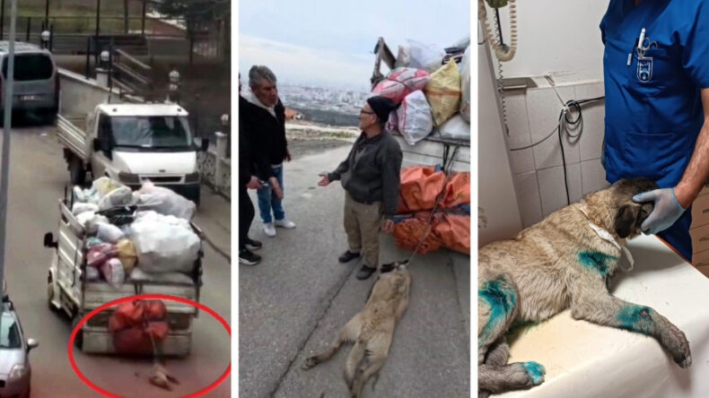 Köpeği Kamyonetin Arkasında Sürüklenen Sürücü Gözaltına Alındı