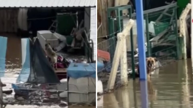 K&ouml;pekler Selin Ortasında Mahsur Kaldı, Sahipleri Gelip Almak İstemedi