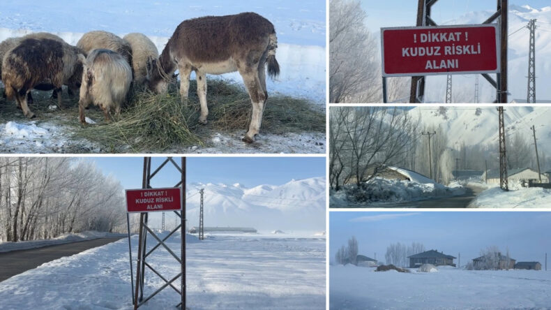Kuduz Tehlikesi: Eşekte Hastalık Tespit Edildi