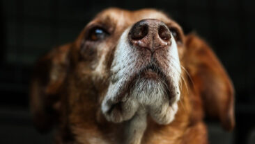 &lsquo;İstanbul&rsquo;da kuduz patlaması&rsquo; iddialarına resmi yalanlama: Tek bir vaka yok