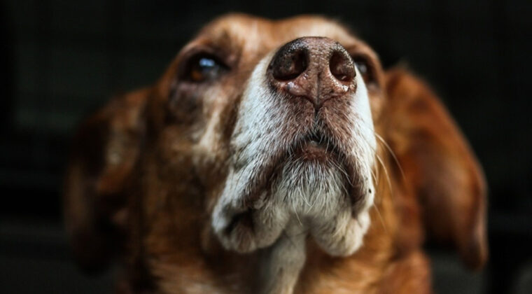 &lsquo;İstanbul&rsquo;da kuduz patlaması&rsquo; iddialarına resmi yalanlama: Tek bir vaka yok