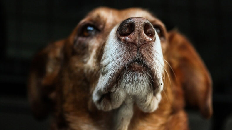 &lsquo;İstanbul&rsquo;da kuduz patlaması&rsquo; iddialarına resmi yalanlama: Tek bir vaka yok