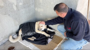 Mahkemeye gidiyor: Sağlam bir k&ouml;peği 5 g&uuml;nde bu hale getirdiler