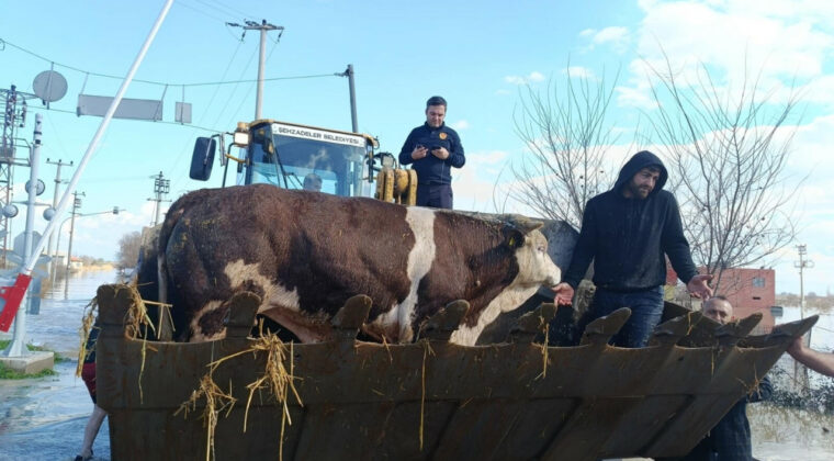 Manisa'da Şiddetli Yağışlar: Hayvanlar Tehlikede