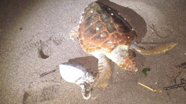 Marmaris'te 2 Caretta Caretta Denize Vurdu