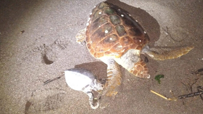 Marmaris'te 2 Caretta Caretta Denize Vurdu