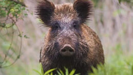 N&uuml;kleer felaket sonrası radyoaktif domuz gizemi