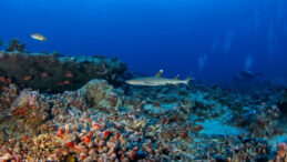 Okyanusun Isınması Deniz Canlılarını Yok Ediyor