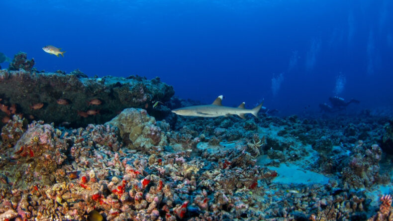 Okyanusun Isınması Deniz Canlılarını Yok Ediyor