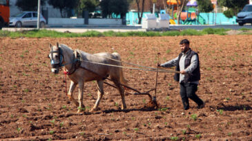 Patates Tarlasında Atlarla Yabani Ot Temizliği Tepkileri Beraberinde Getirdi