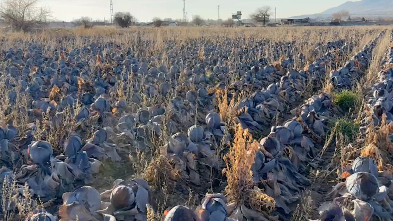 Pazarda 80 TL'ye Satılan Karalahana, &Ccedil;ift&ccedil;iden 5 TL İle Alınmak İsteniyor