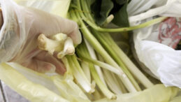 Pazı Diye Aldı, Zehirli Ot &Ccedil;ıktı: Zehirlemeye 1 Lokması Yetti