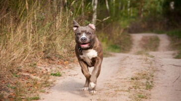 Pitbulla Saldırdılar, 7 Yıl Ceza Aldılar