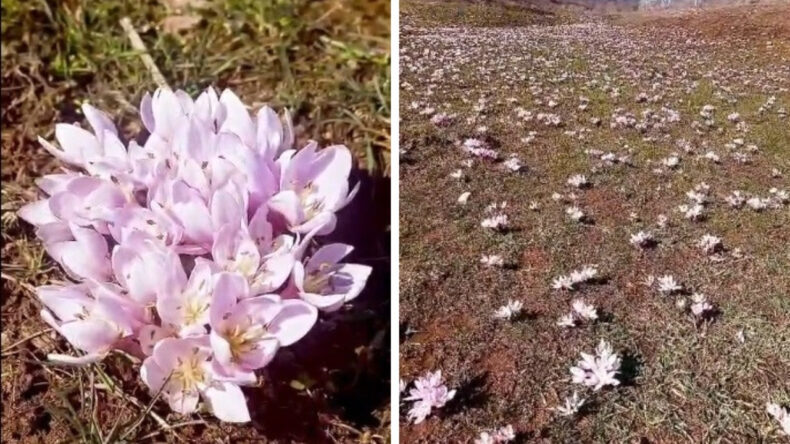 P&uuml;l&uuml;m&uuml;r Vadisi'nde &Ccedil;iğdemler Erken A&ccedil;tı