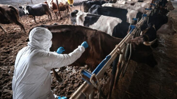 Şap Hastalığı Nedeniyle 11 Mahalle Karantinaya Alındı