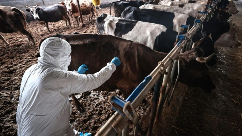 Şap Hastalığı Nedeniyle 11 Mahalle Karantinaya Alındı