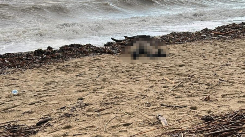 Sarımsaklı'da Kadın Cesedi Bulundu