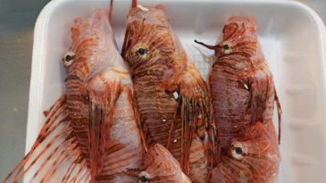 Satışı Yasak Ama Talep Artıyor: Kilosu 400 Liraya Yaklaşıyor