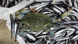 Sinop'ta balık&ccedil;ıların ağına mavi yenge&ccedil; takıldı