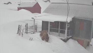 Sis Dağı Yaylası'nda Eve Giren Ayı G&uuml;venlik Kamerasına Yansıdı