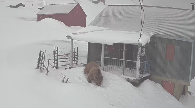 Sis Dağı Yaylası'nda Eve Giren Ayı G&uuml;venlik Kamerasına Yansıdı
