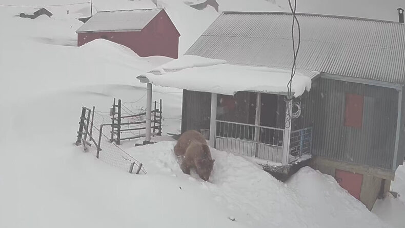 Sis Dağı Yaylası'nda Eve Giren Ayı G&uuml;venlik Kamerasına Yansıdı