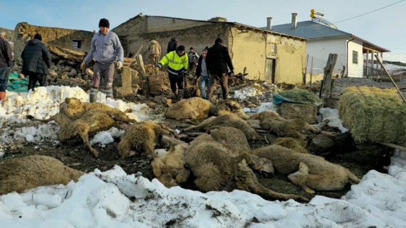 Sivas'ta Kar Felaketi: Çöken Ağılda 40 Koyun Hayatını Kaybetti