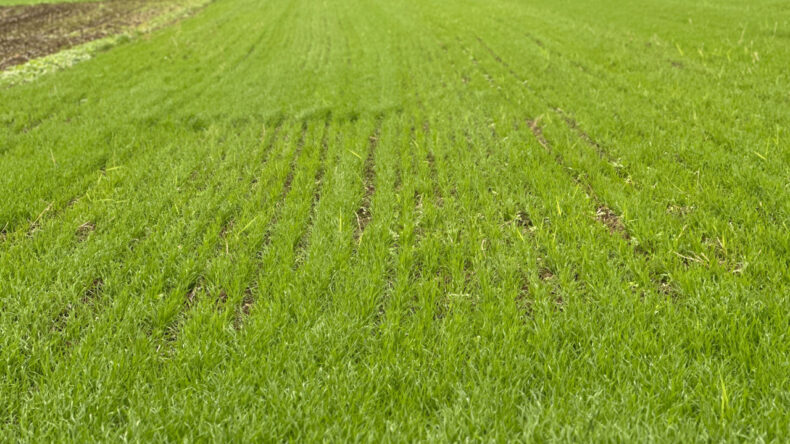 Sonunda Y&uuml;zler G&uuml;l&uuml;yor: &Ccedil;i&ccedil;ek Bi&ccedil;ilen Tarlalar Artıyor