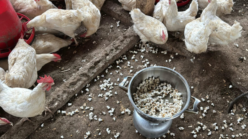 Strese Giren Tavuklar İ&ccedil;in K&uuml;meste Mısır Patlatılıyor