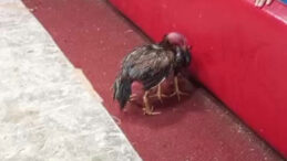 Su&ccedil;u horozlara attı: Ringe atlayıp kavga etmeye başladılar