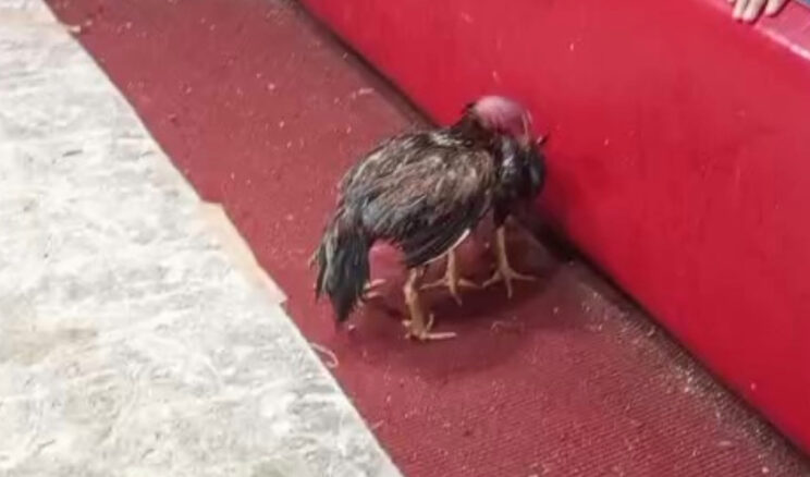 Su&ccedil;u horozlara attı: Ringe atlayıp kavga etmeye başladılar