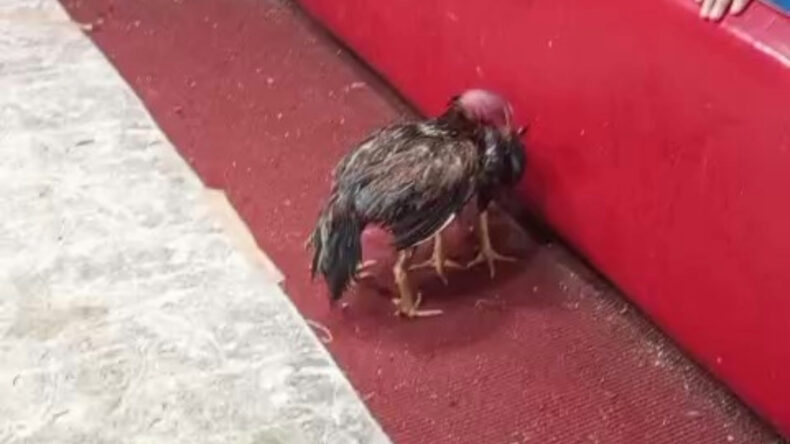 Su&ccedil;u horozlara attı: Ringe atlayıp kavga etmeye başladılar