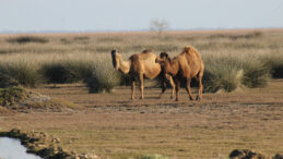 Suudi Arabistan'dan Develere Pasaport Uygulaması