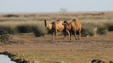 Suudi Arabistan'dan Develere Pasaport Uygulaması