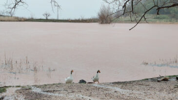 Tamamen Kurumuştu, Şimdi Taşıyor