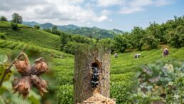 Tarımda İstilacı Alarmı: Fındık ve Turun&ccedil;gilde Risk B&uuml;y&uuml;k