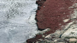 Tekirdağ Sahilleri Kırmızıya B&uuml;r&uuml;nd&uuml;