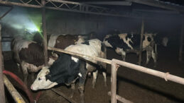 Tekirdağ&rsquo;da Korkun&ccedil; Yangın: &Ccedil;ok Sayıda Hayvan Hayatını Kaybetti