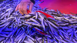 Tezgahların Yeni G&ouml;zdesi: Kilosu 200 TL, Hamsiden Bile Ucuz