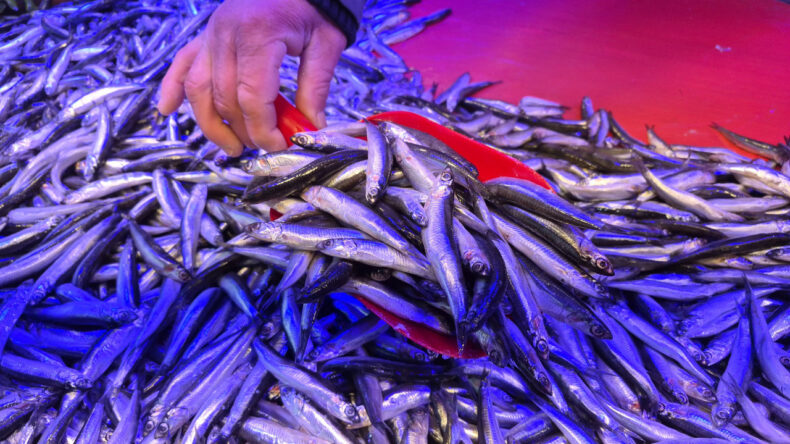 Tezgahların Yeni G&ouml;zdesi: Kilosu 200 TL, Hamsiden Bile Ucuz