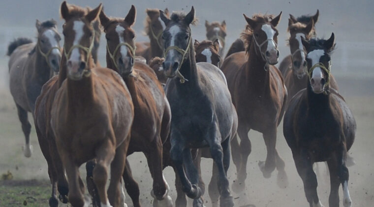 TİGEM'den 'kayıp at' iddialarına cevap