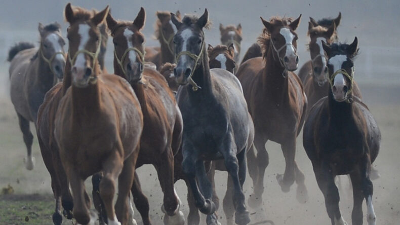 TİGEM'den 'kayıp at' iddialarına cevap