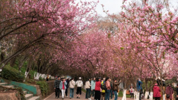 Turist Krizi, Pop&uuml;ler Festivali İptal Ettirdi