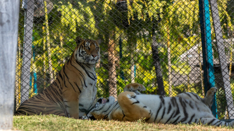 Turistik Cennette Trajik Olay: 72 Kaplan Hayatını Kaybetti