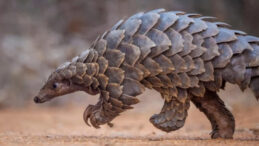 Turistlere 'Egzotik Yemek' Olarak Koruma Altındaki Hayvan Sunuldu