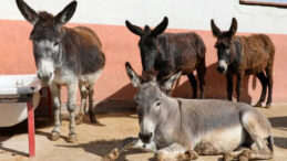 T&uuml;rkiye'de Eşek Sayısı D&uuml;ş&uuml;ş G&ouml;sterdi
