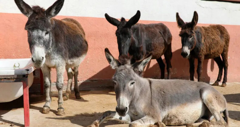 T&uuml;rkiye'de Eşek Sayısı D&uuml;ş&uuml;ş G&ouml;sterdi