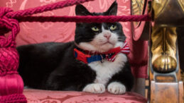 &Uuml;nl&uuml; 'diplomat kedi' yaşamını yitirdi